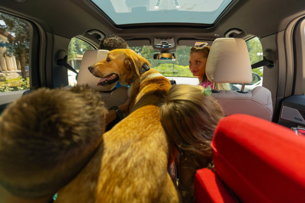 BMW Group Romania supports Protecția Animalelor CJ Ilfov dogs adoption campaign – „For a Lifetime Journey”