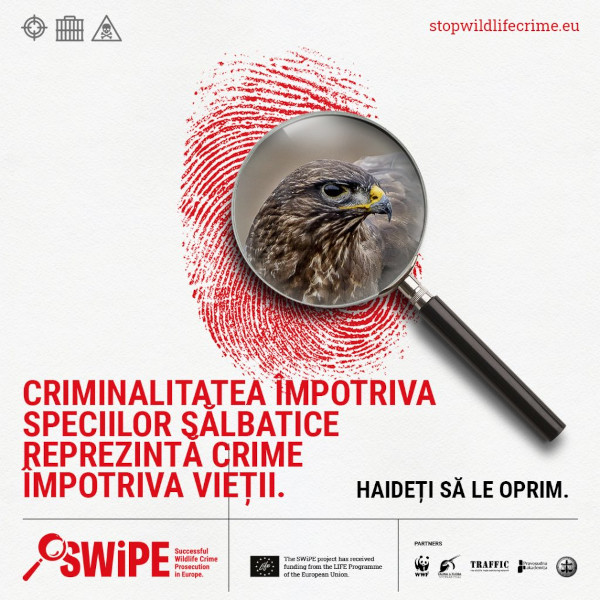 Majoritatea infracțiunilor împotriva speciilor sălbatice din Europa rămân nepedepsite sau nedetectate, conform unui nou raport SWiPE