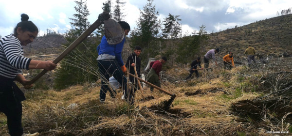 Zentiva România a finalizat plantarea a 38.800 de copaci pentru a restabili biodiversitatea în Munții Făgăraș