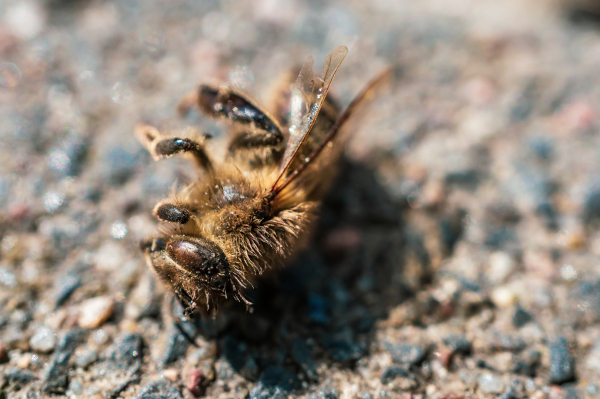Albinele și alte insecte polenizatoare sunt în declin