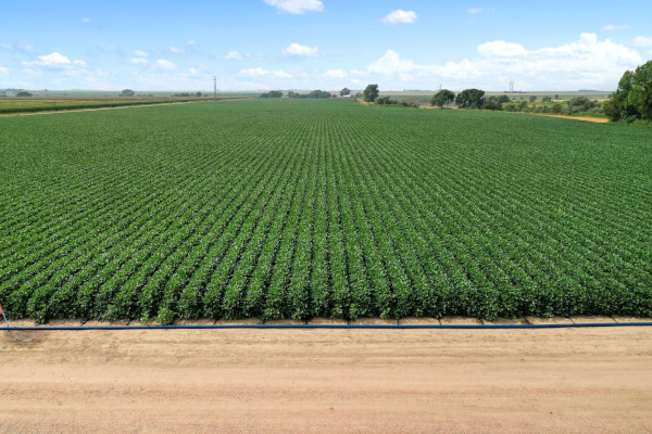 PepsiCo anunță proiecte de accelerare în domeniul agriculturii pentru a sprijini modul de trai al fermierilor, pentru a extinde gradul de inovare sustenabilă și pentru a accelera agricultura regenerativă pe tot globul
