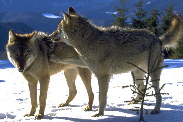 Câți lupi sunt în Carpații Meridionali? Rezultatele studiului genetic realizat de Fundația Conservation Carpathia Doi lupi interacționând (c)Barbara și Christoph Promberger