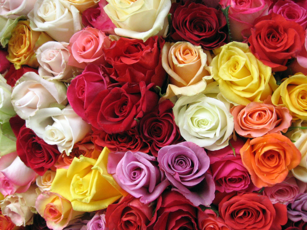 Roses,In,Morning,Market,,Paris
