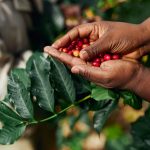 arbore de cafea O nouă cercetare oferă primele recomandări privind evaluarea exactă a amprentei de carbon a cultivării cafelei