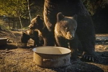 Un documentar filmat în România, în premieră la Viasat Nature – Transilvania: urșii din spatele casei