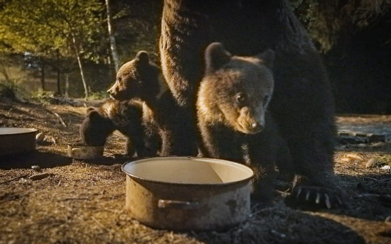Viasat Nature - Transilvania: urșii din spatele casei