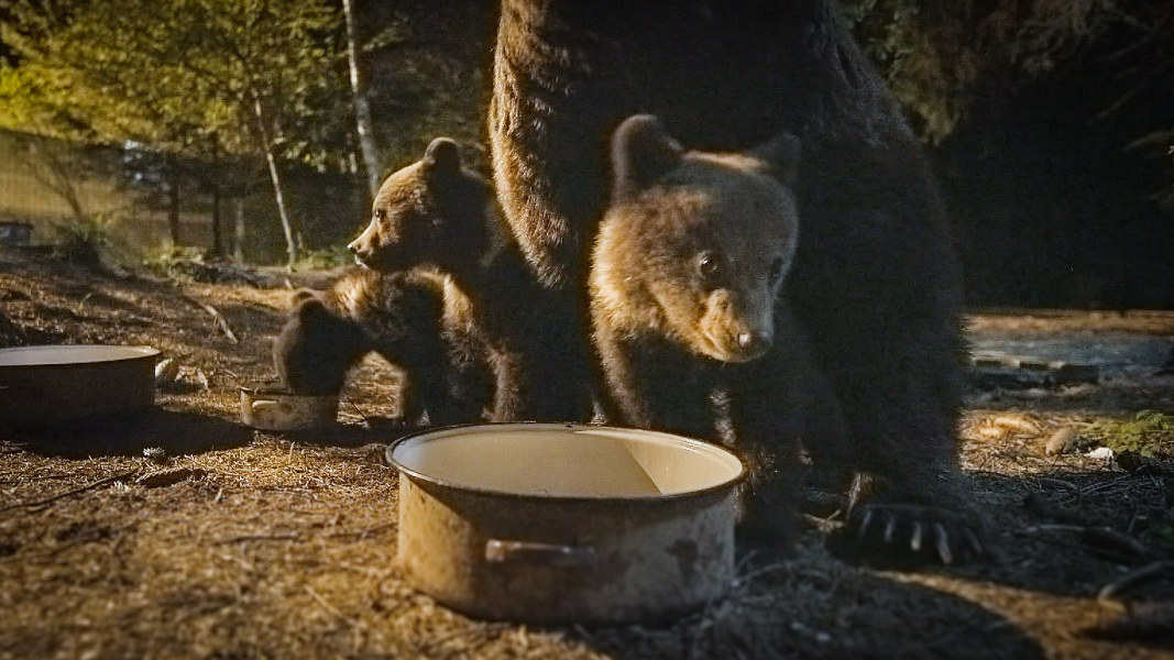 Viasat Nature - Transilvania: urșii din spatele casei