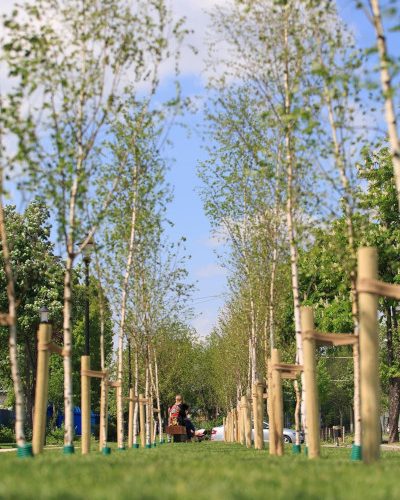 Asociația Zi de Bine amenajează în București cel de-al doilea parc de mesteceni, în cadrul proiectului „Plantați în amintire”